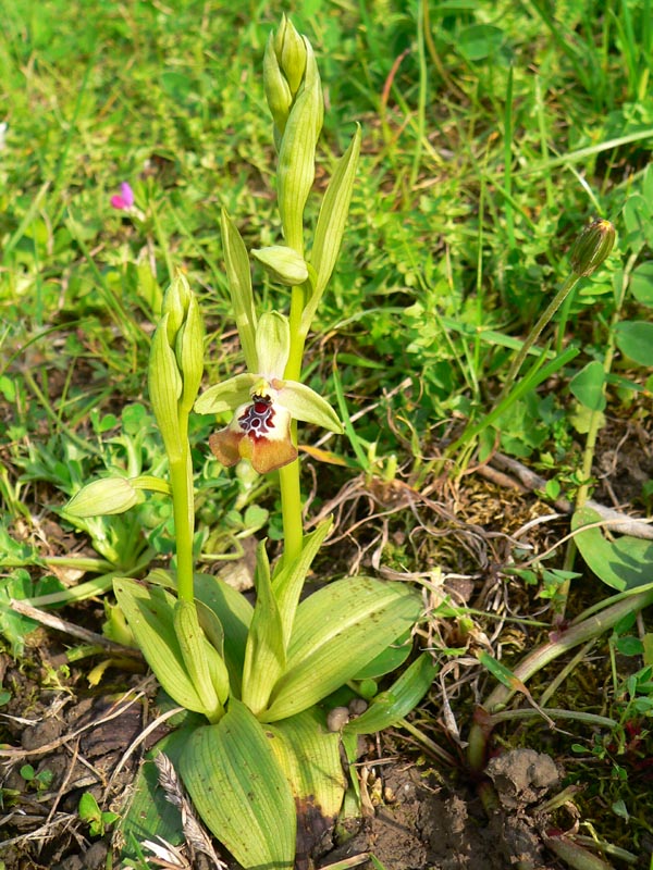 Primavera e orchidee palermitane